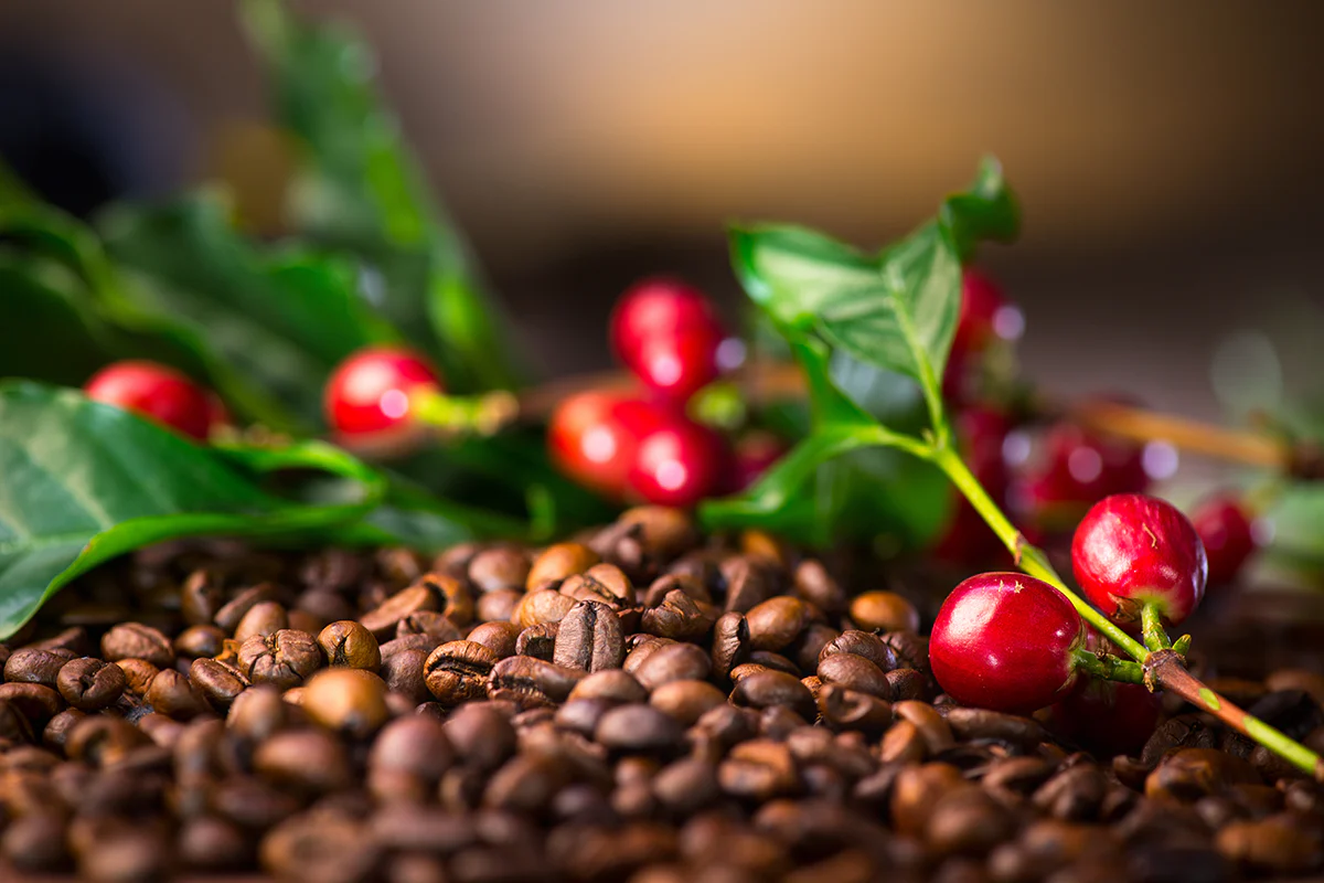 Coffee cherries — the lower understory of the mOrganic Quad-Helix estate