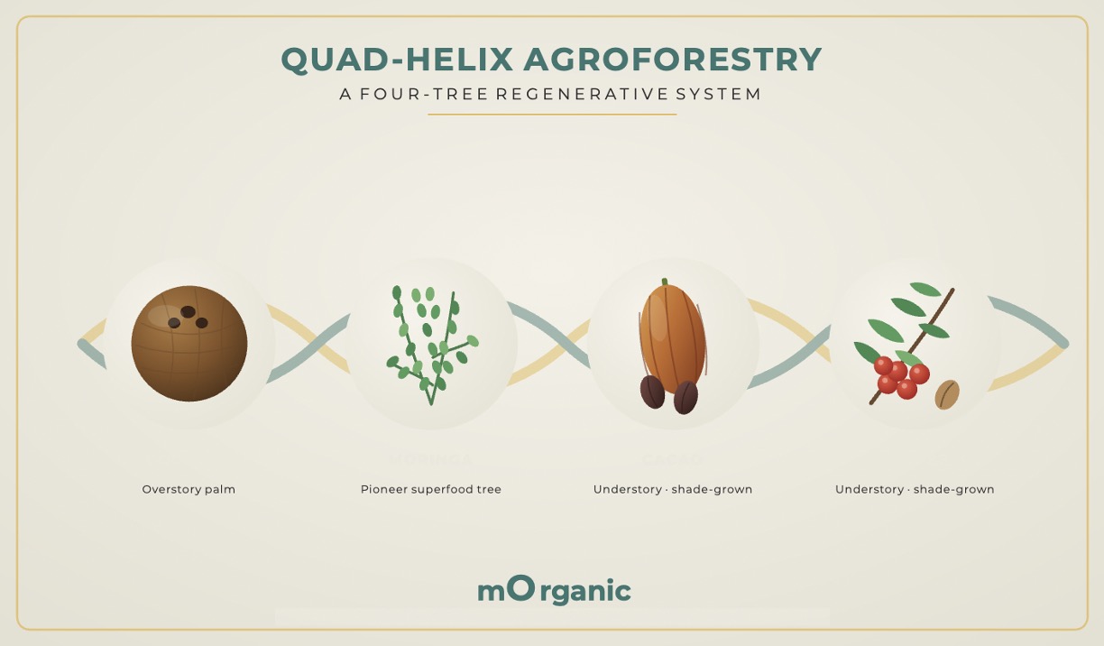 Quad-Helix (4-Tree) Agroforestry — coconut, moringa, cacao and coffee stacked in four layers of light
